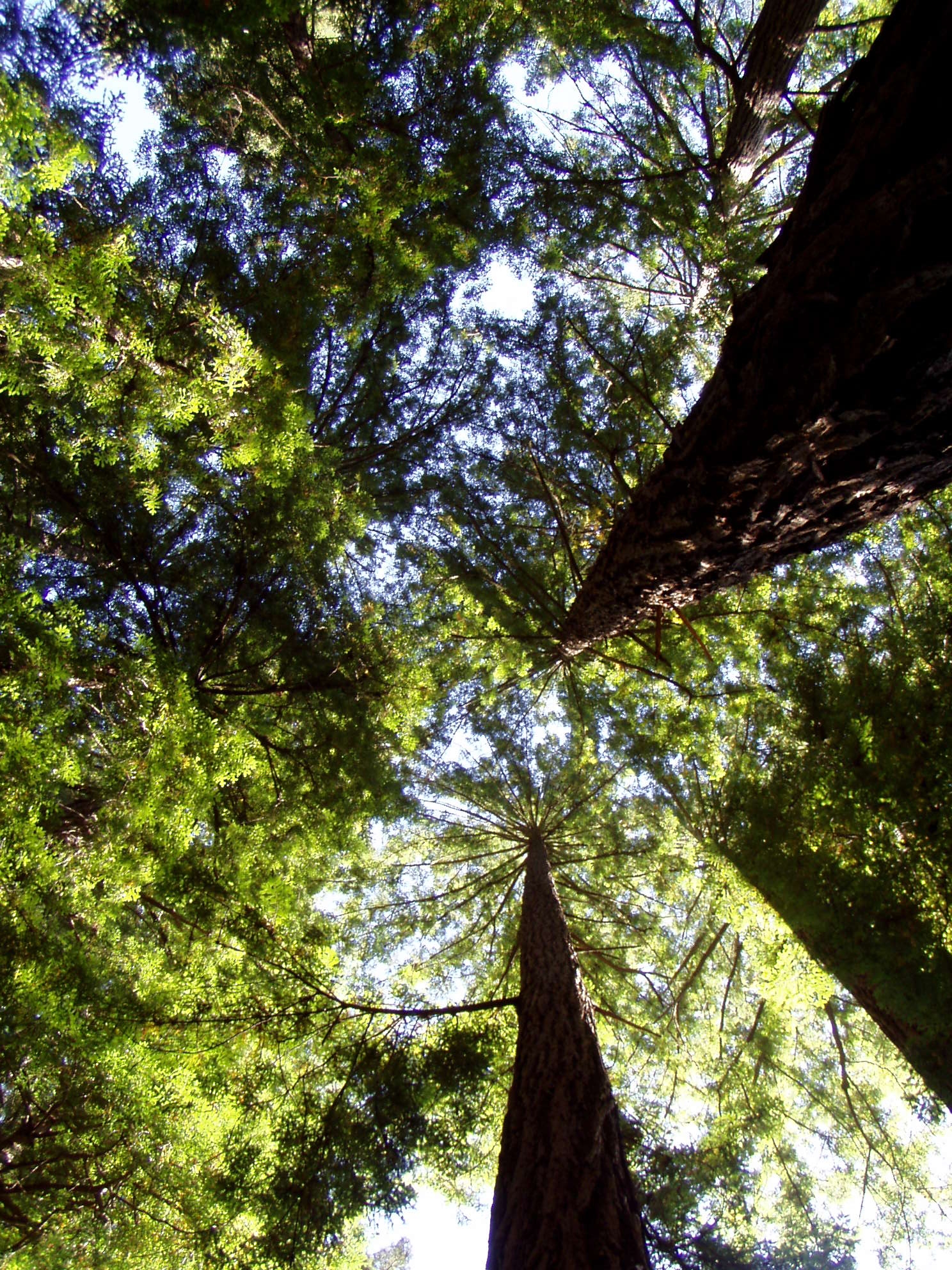 Muir Woods
